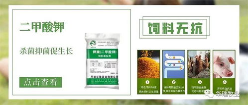 飼用有機酸怎么選 飼料企業(yè)與養(yǎng)殖企業(yè)需了解的抗生素替代方案